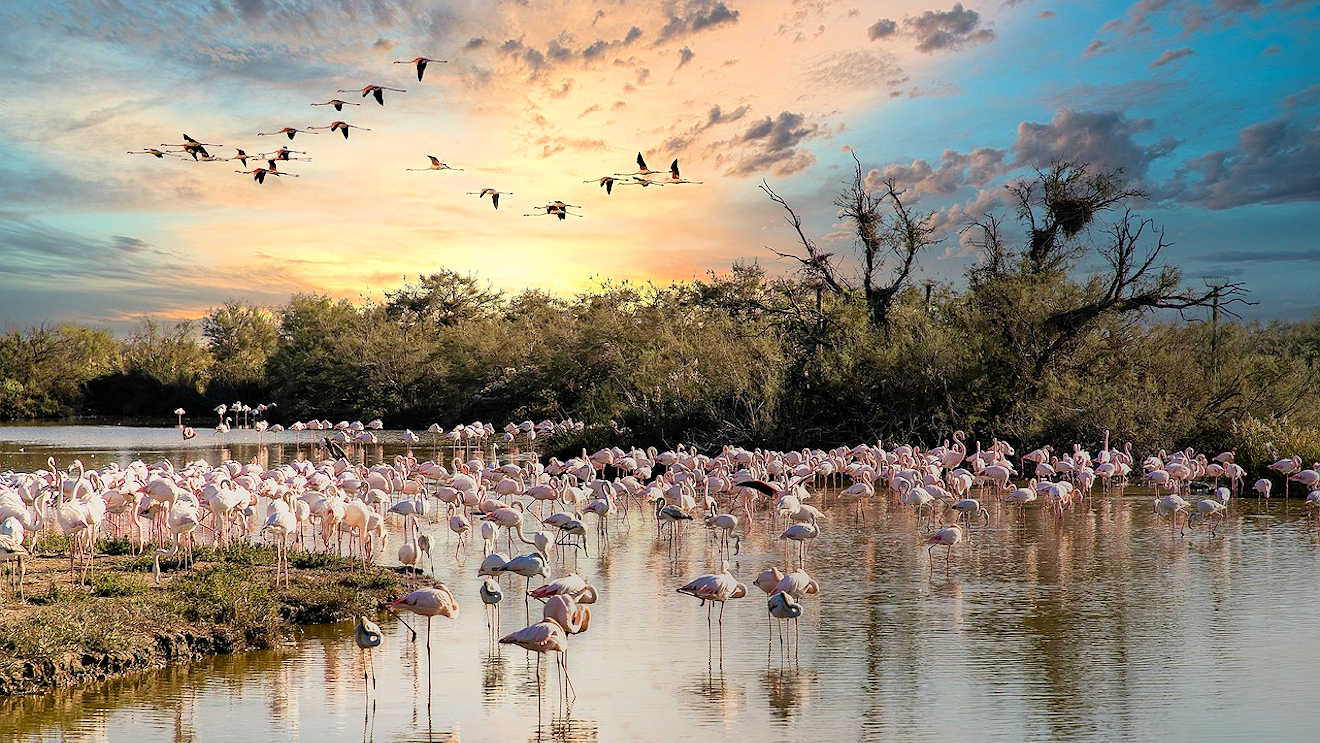 camrgues flamingos france