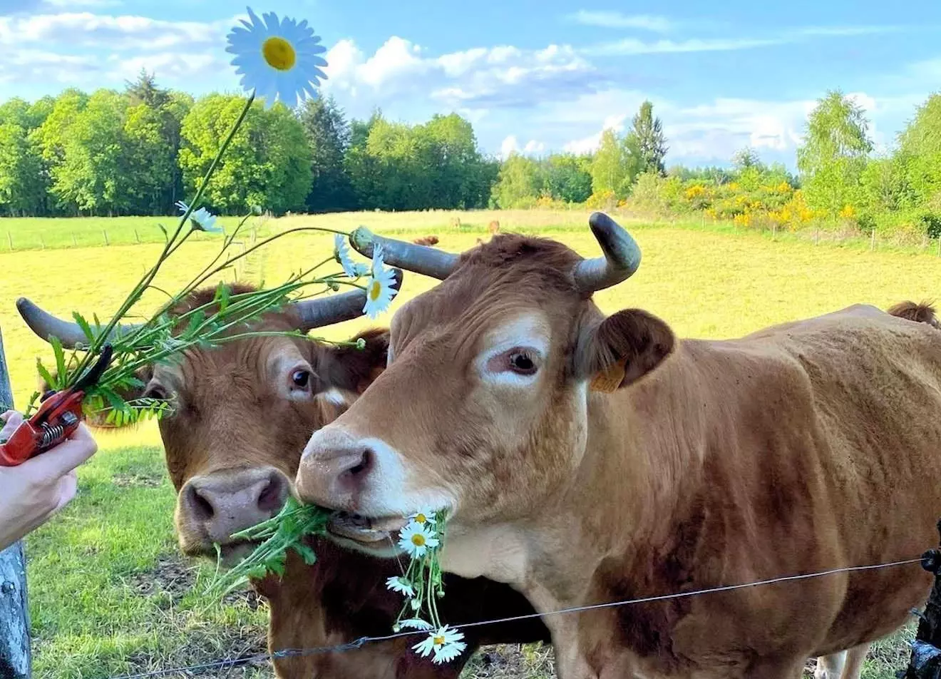 limousin france