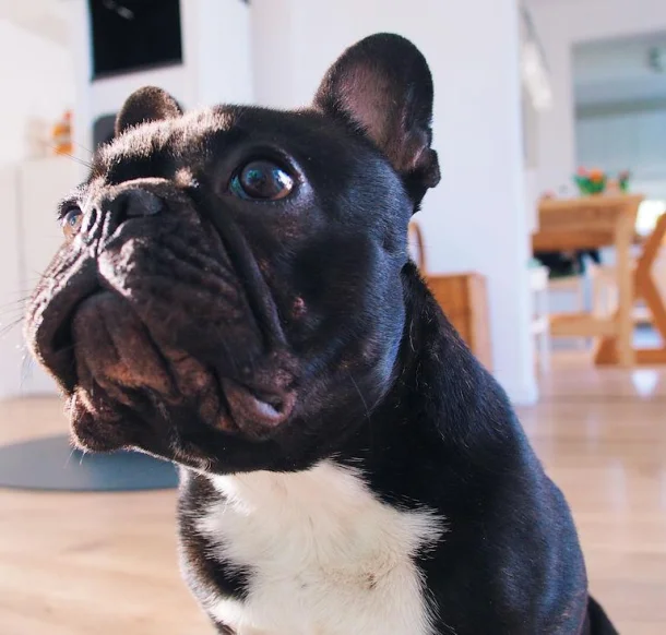 pet-friendly rentals